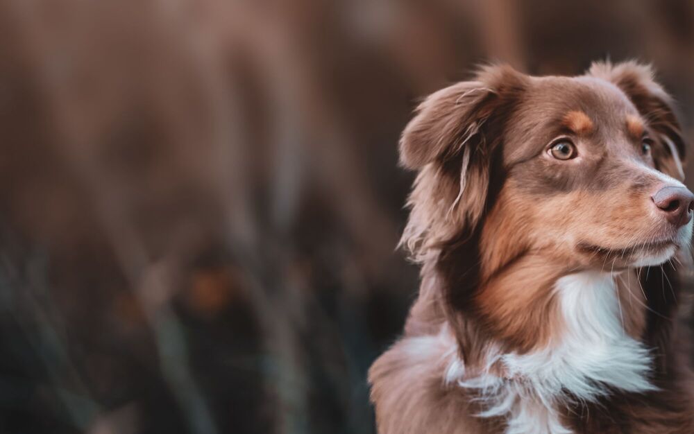 Header-Bild mit Hundeportrait für Animaldoc – Webdesign-Projekt von nuun gmbh, Agentur für Webdesign und UI/UX